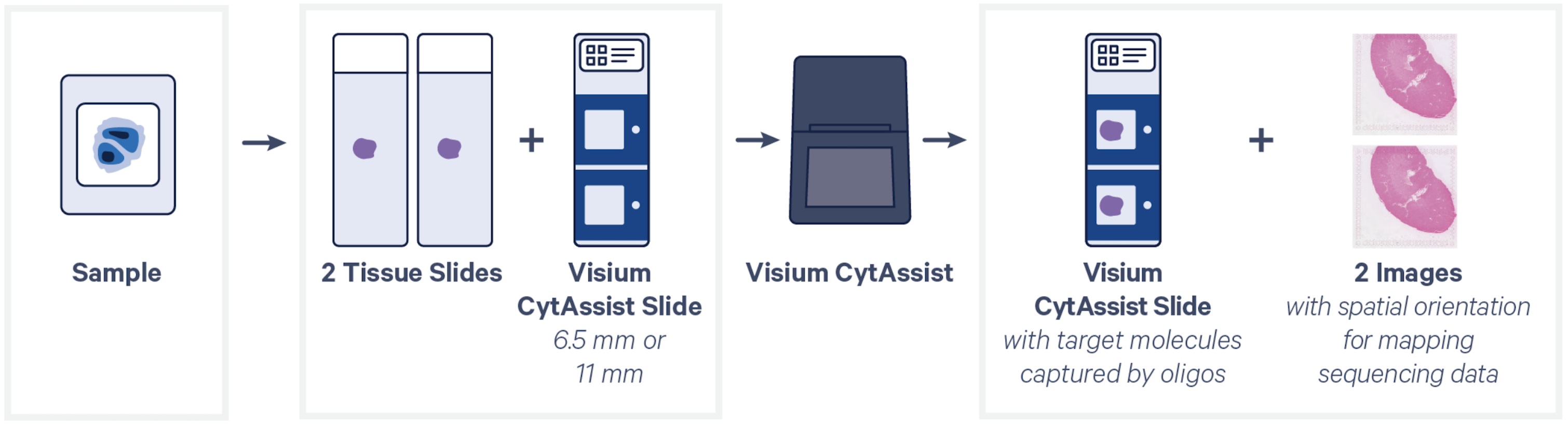 CytAssist Introduction